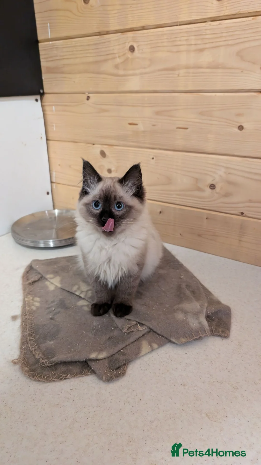 Ragdoll cats for sale: Ragdoll kittens - Advert 2