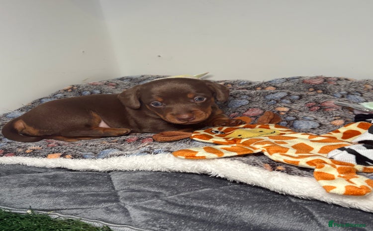 Miniature Dachshund dogs - Advert 1