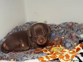 Miniature Dachshund dogs - Advert 25