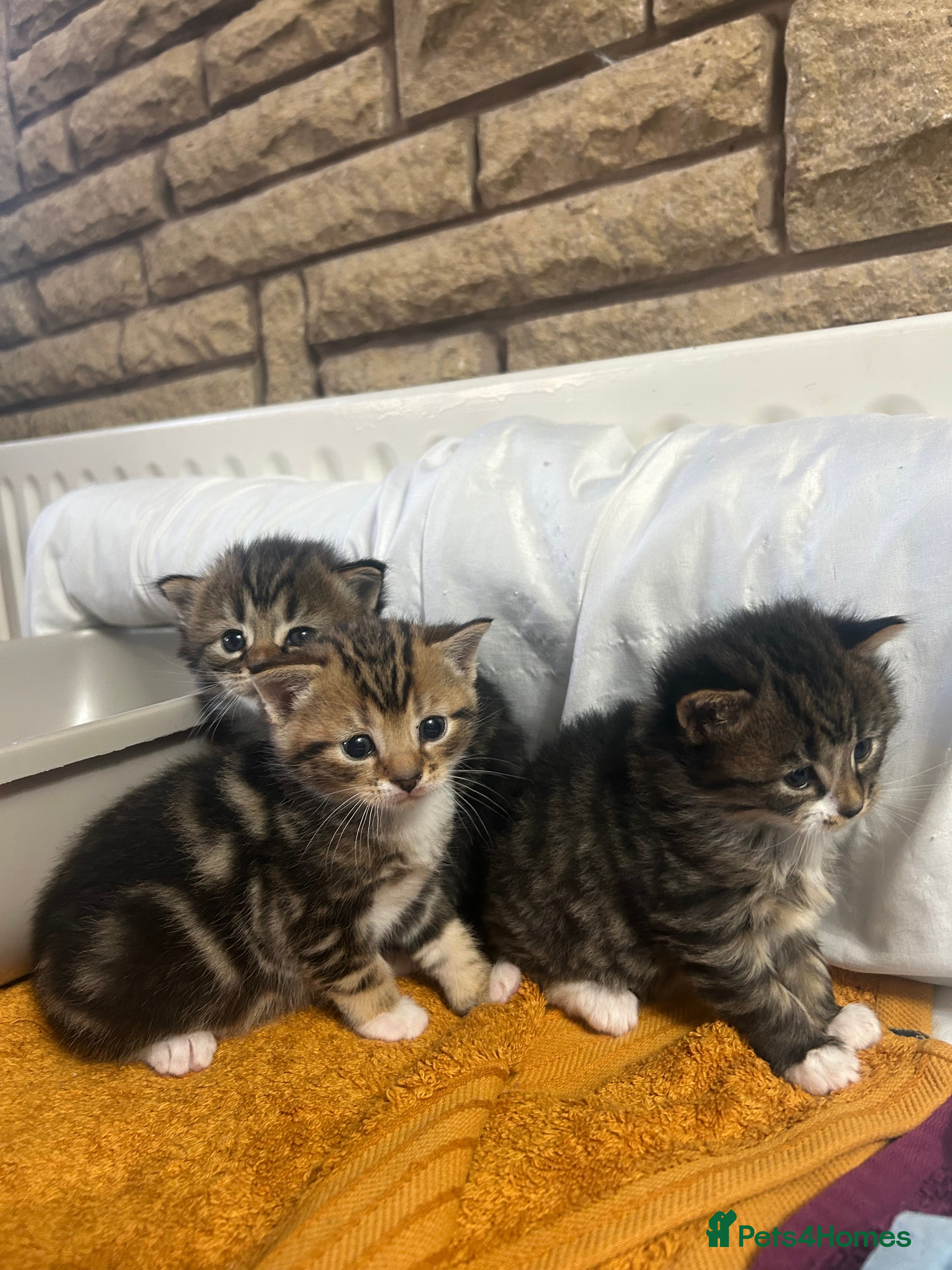 Bengal cats 4 beautiful Bengal X kittens for sale  - Advert 8