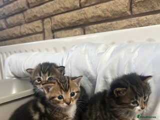 Bengal cats 4 beautiful Bengal X kittens for sale - Advert 8