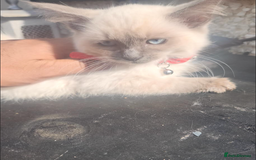 Ragdoll cats for sale: PURE BREED RAGDOLL KITTERNS - Image 3