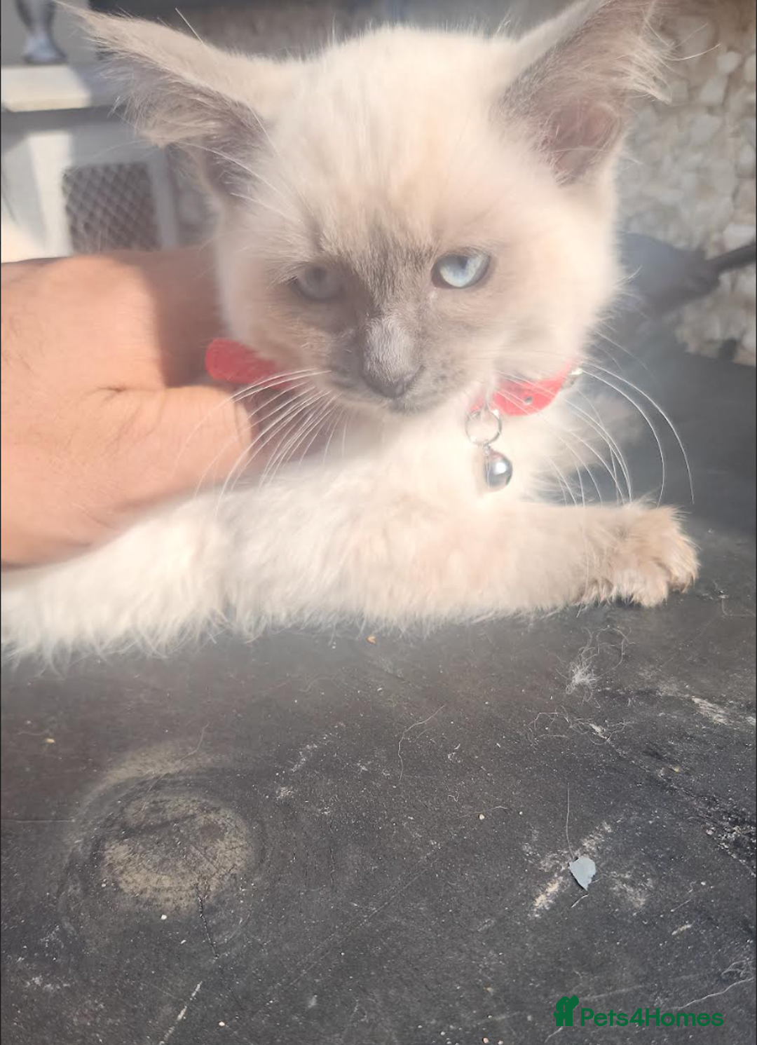 Ragdoll cats for sale: PURE BREED RAGDOLL KITTERNS - Image 3
