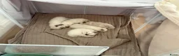 Ragdoll cats for sale: Bluepoint ragdolls for sale  in Liverpool - Advert 20