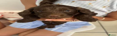 Cockapoo 4