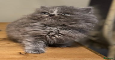 Persian cats Persian kittens ready 11th december (silver smoke) - Advert 9