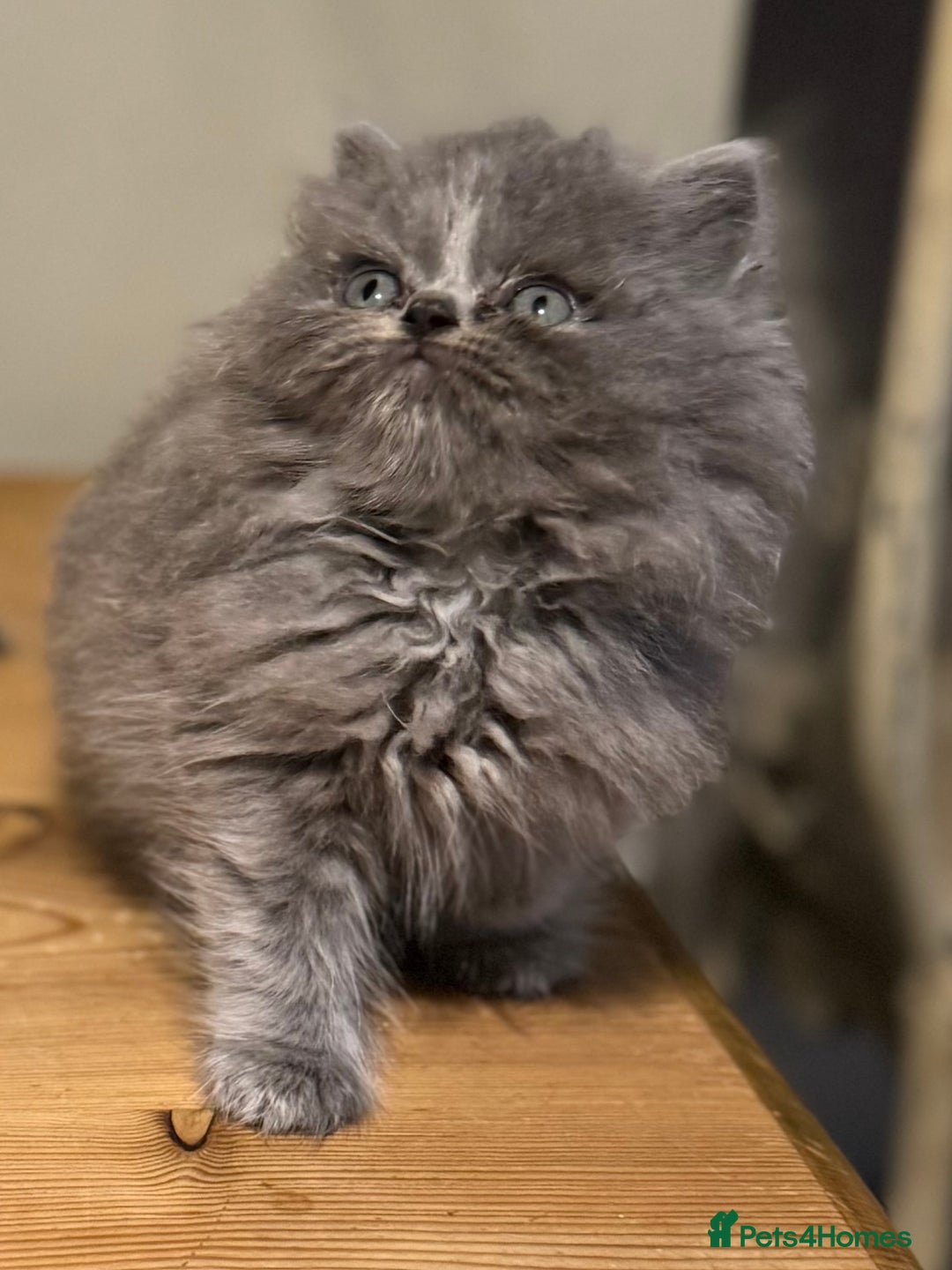 Persian cats for sale: Persian kittens ready now - Advert 6
