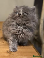 Persian cats Persian kittens ready 11th december (silver smoke) - Advert 9