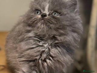 Persian cats Persian kittens ready 11th december (silver smoke) - Advert 13