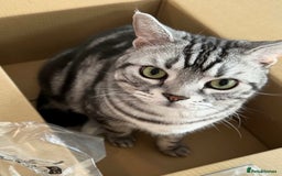 British Shorthair cats for sale: Rare silver smoked British shorthair kitten - Image 6