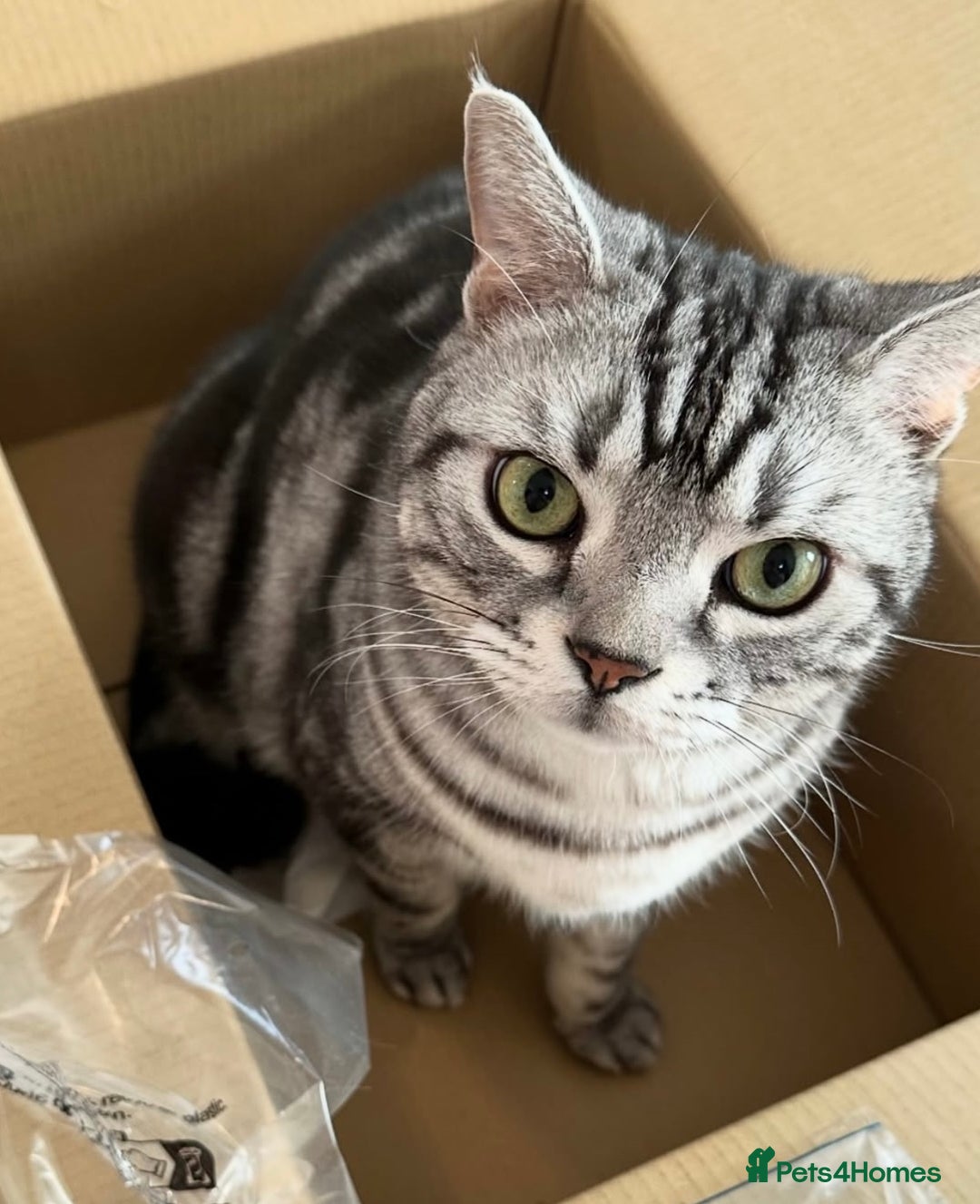 British Shorthair cats for sale: Rare silver smoked British shorthair kitten - Image 6