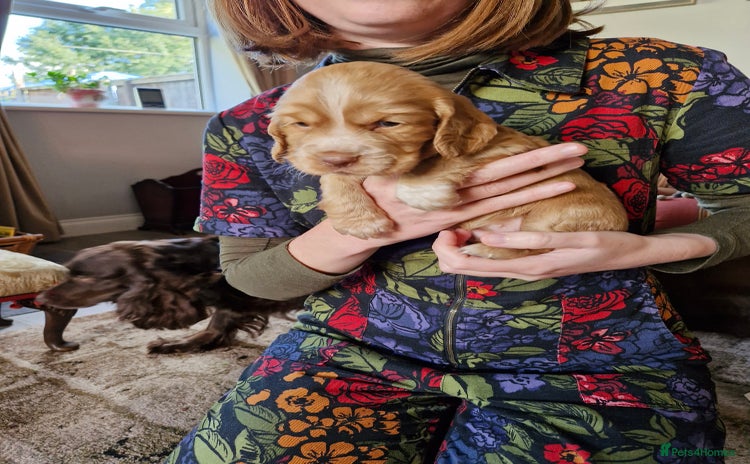 Cocker Spaniel dogs - Advert 4
