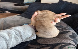 Dachshund dogs for sale: STUNNING dashaunds!!  - Advert 17