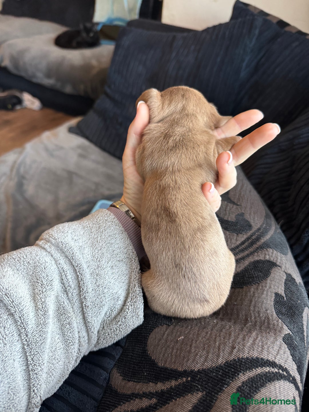 Dachshund dogs for sale: STUNNING dashaunds!!  - Advert 17