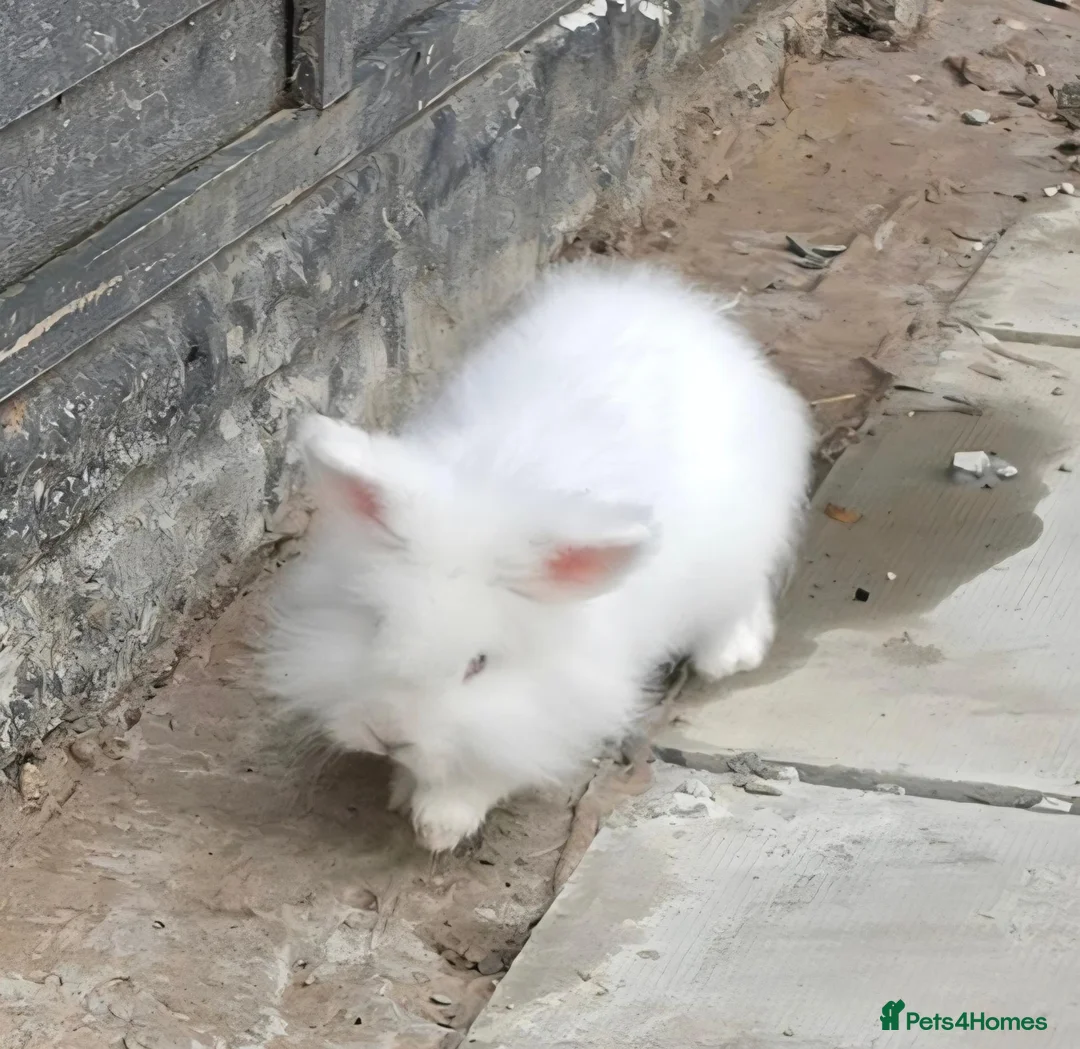 Lionhead rabbits for sale: REW double mane lionhead - Advert 2