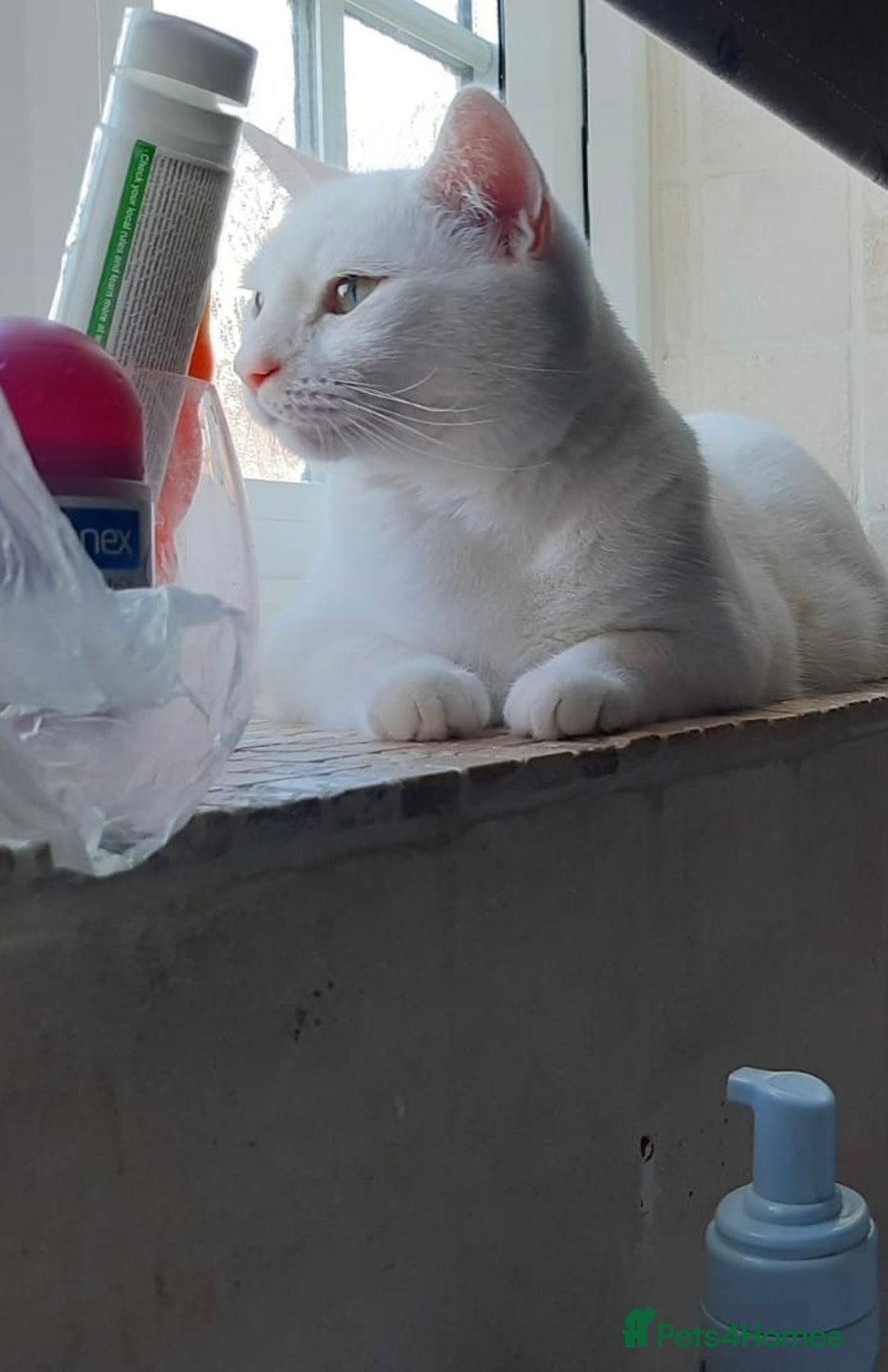 Mixed Breed cats for adoption: Urgent: 6 yr old Button needs new home ASAP - Advert 3