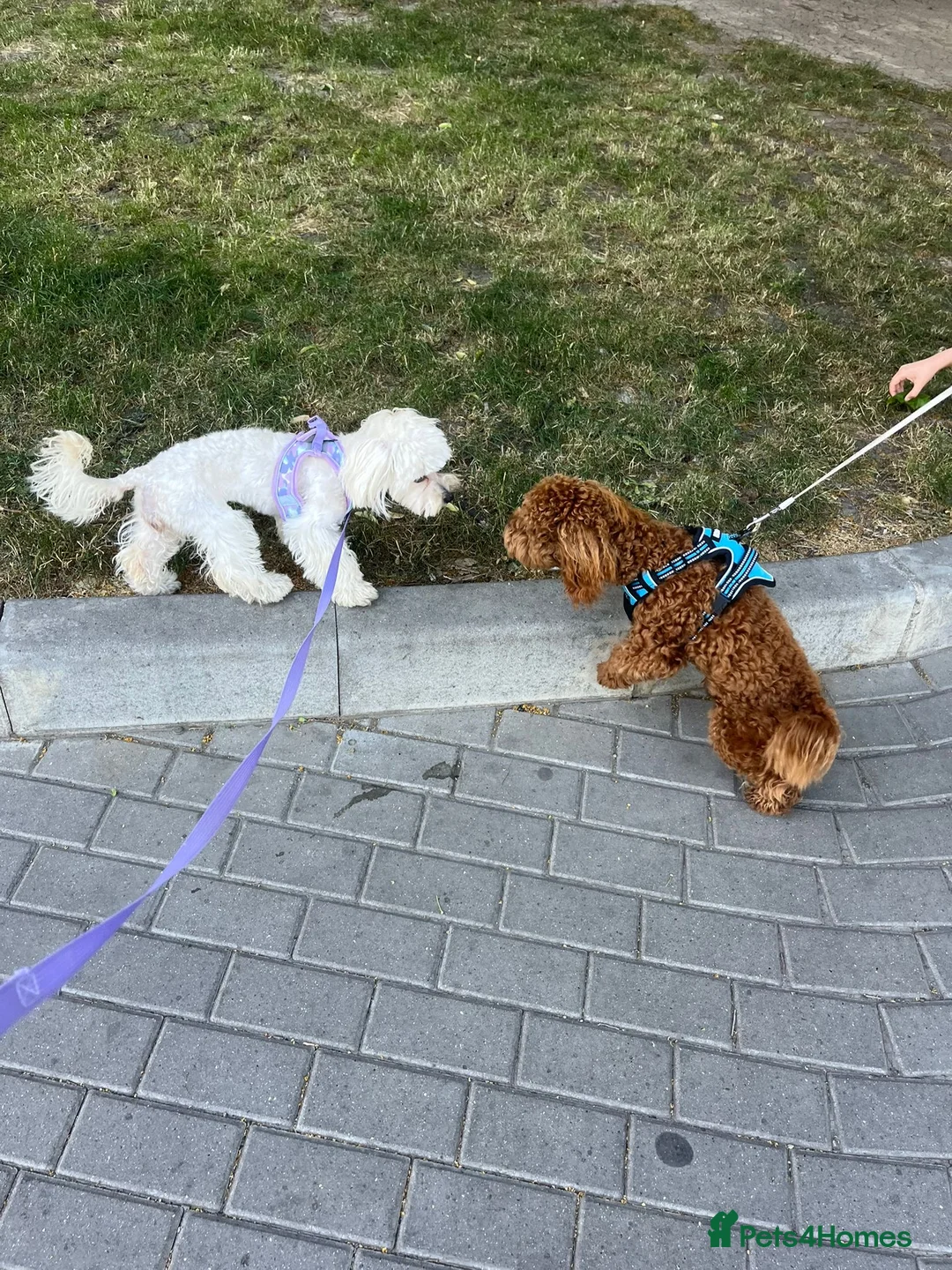 Maltipoo dogs for sale: 🐶 CUTE AND LOVING MALTIPOO WAITING FOR YOU🌞 - Advert 2