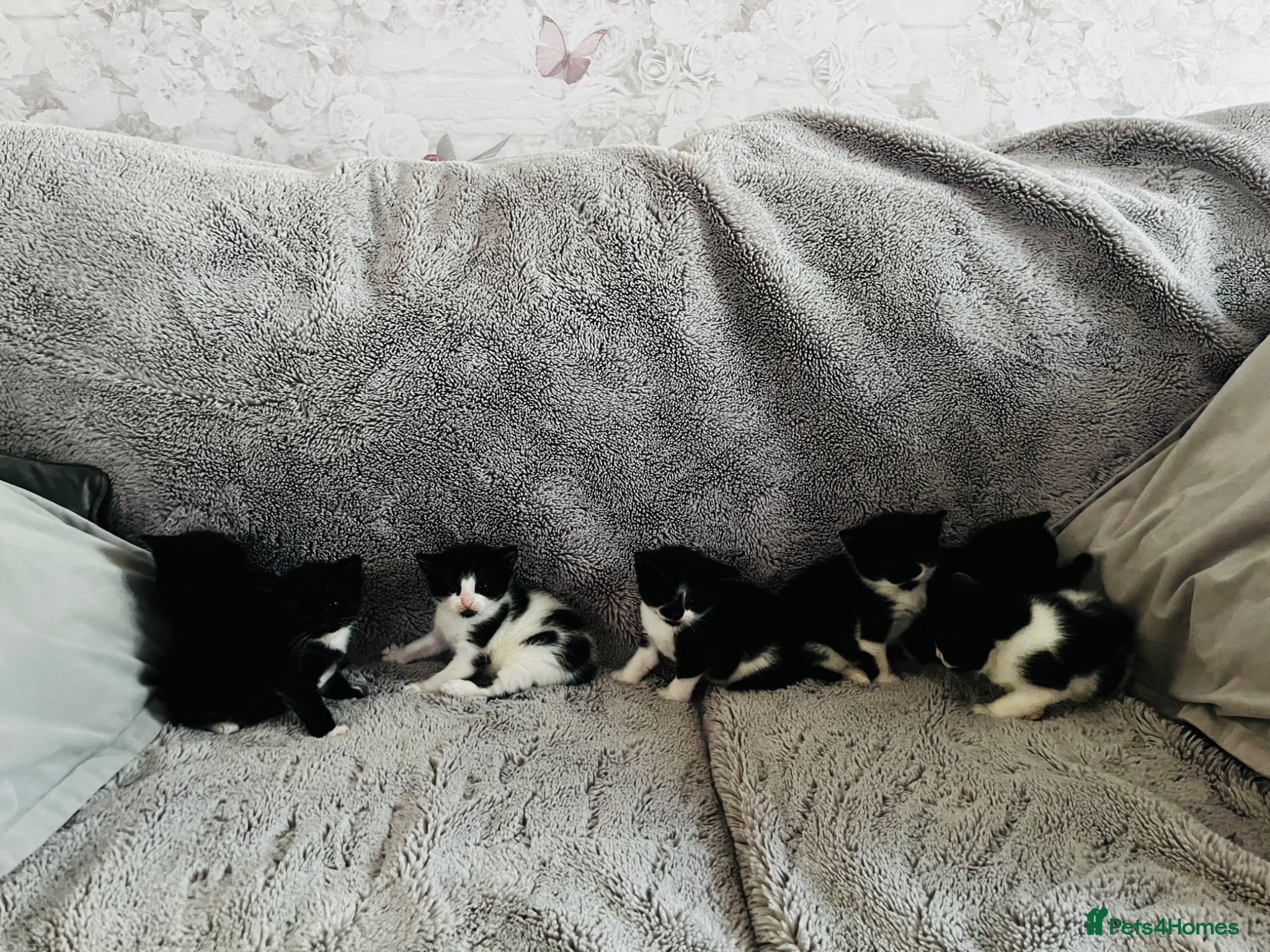 Mixed Breed cats Half Russian blue kittens  - Advert 5