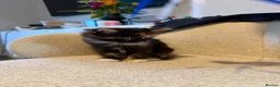 Mixed Breed cats for sale: Adorable fluffy tortoiseshell girl  - Advert 7