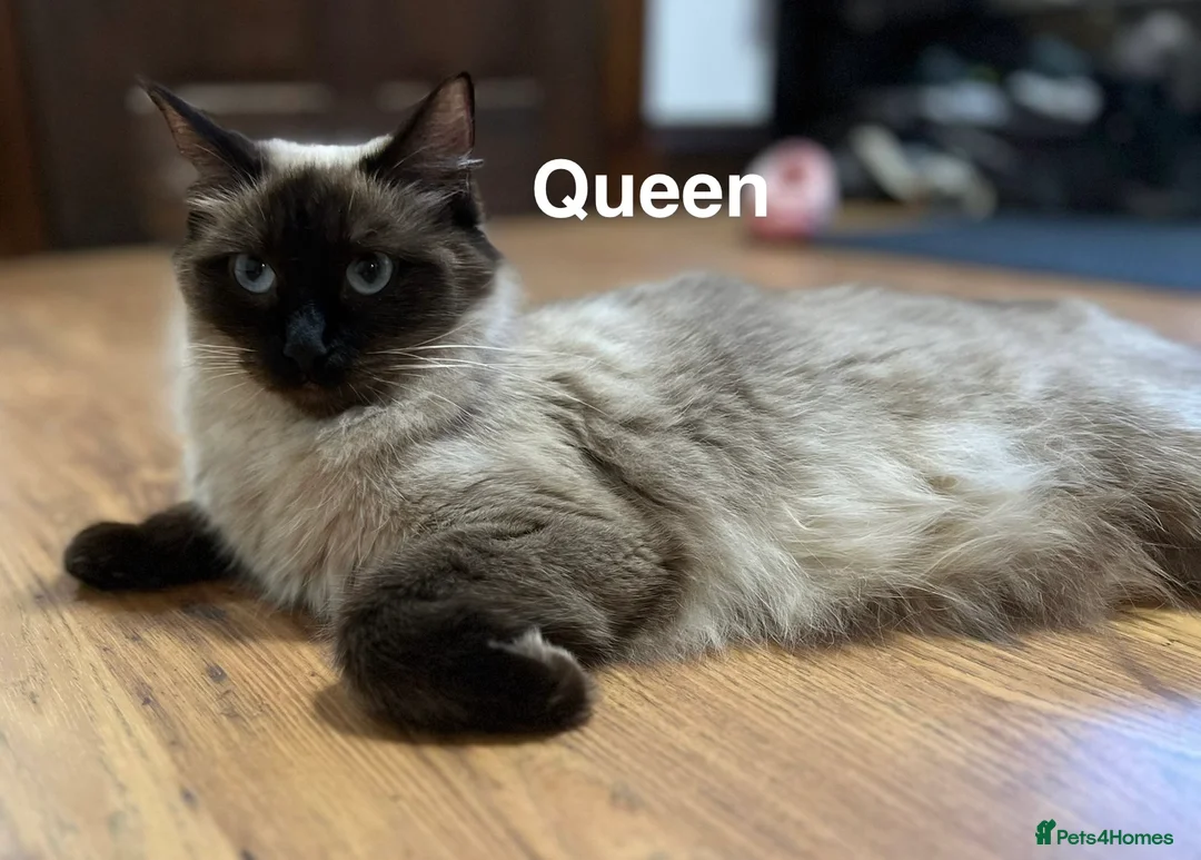 Ragdoll cats for sale: Ragdoll Kittens - Advert 10