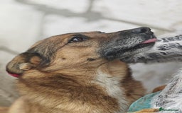 Mixed Breed dogs for adoption: 💖🐶 LARA 🐶💖 - Image 14