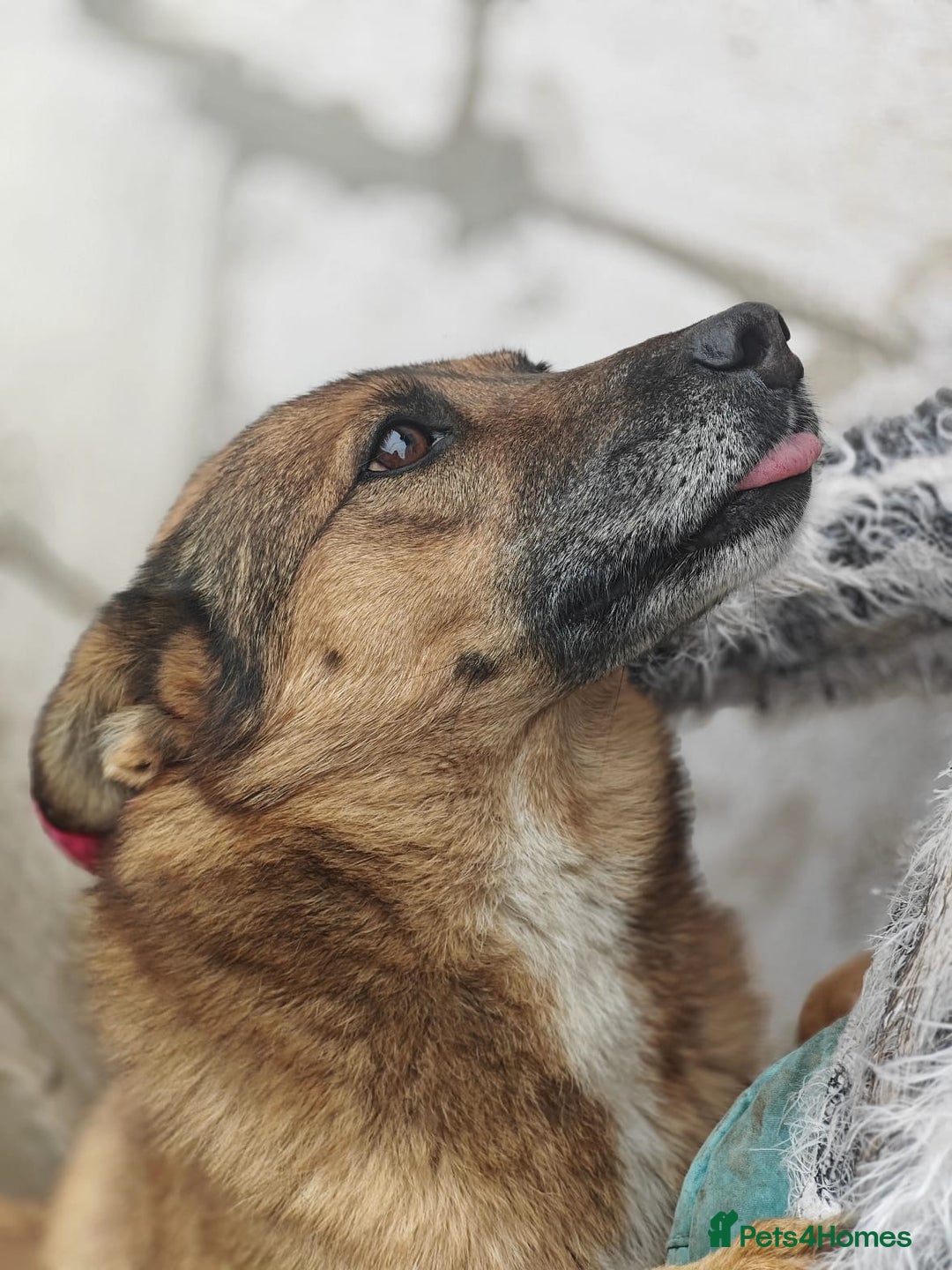 Mixed Breed dogs for adoption: 💖🐶 LARA 🐶💖 - Image 14