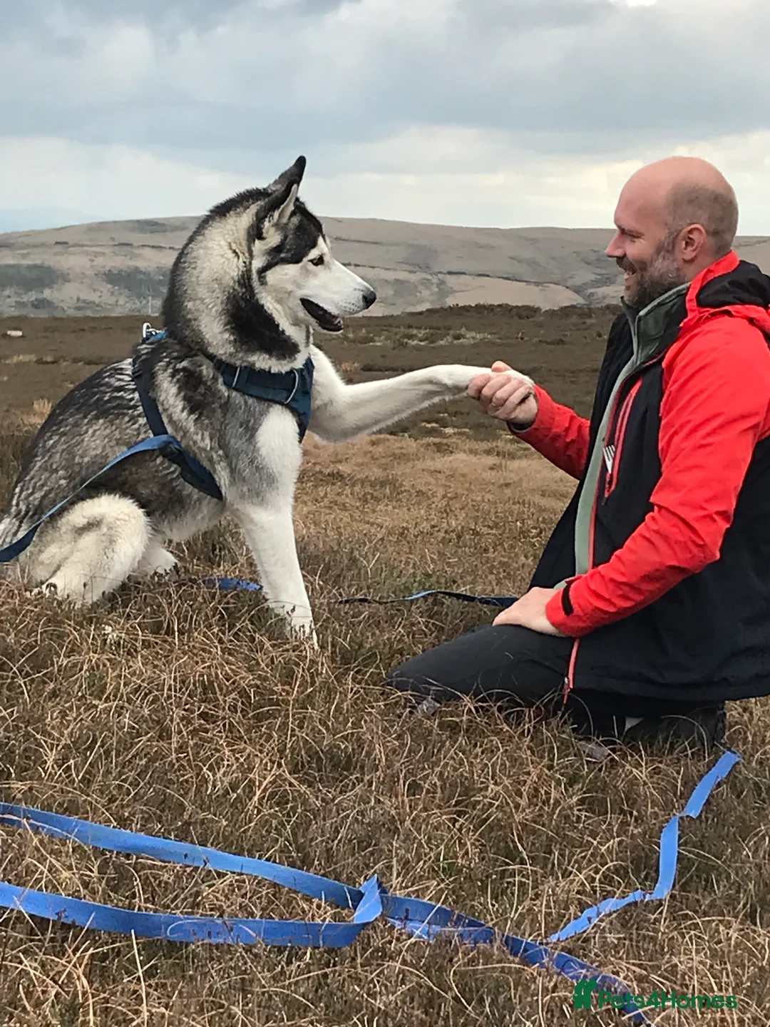 Siberian Husky dogs for stud: For stud only (quality proven stud ) in Wakefield - Advert 8