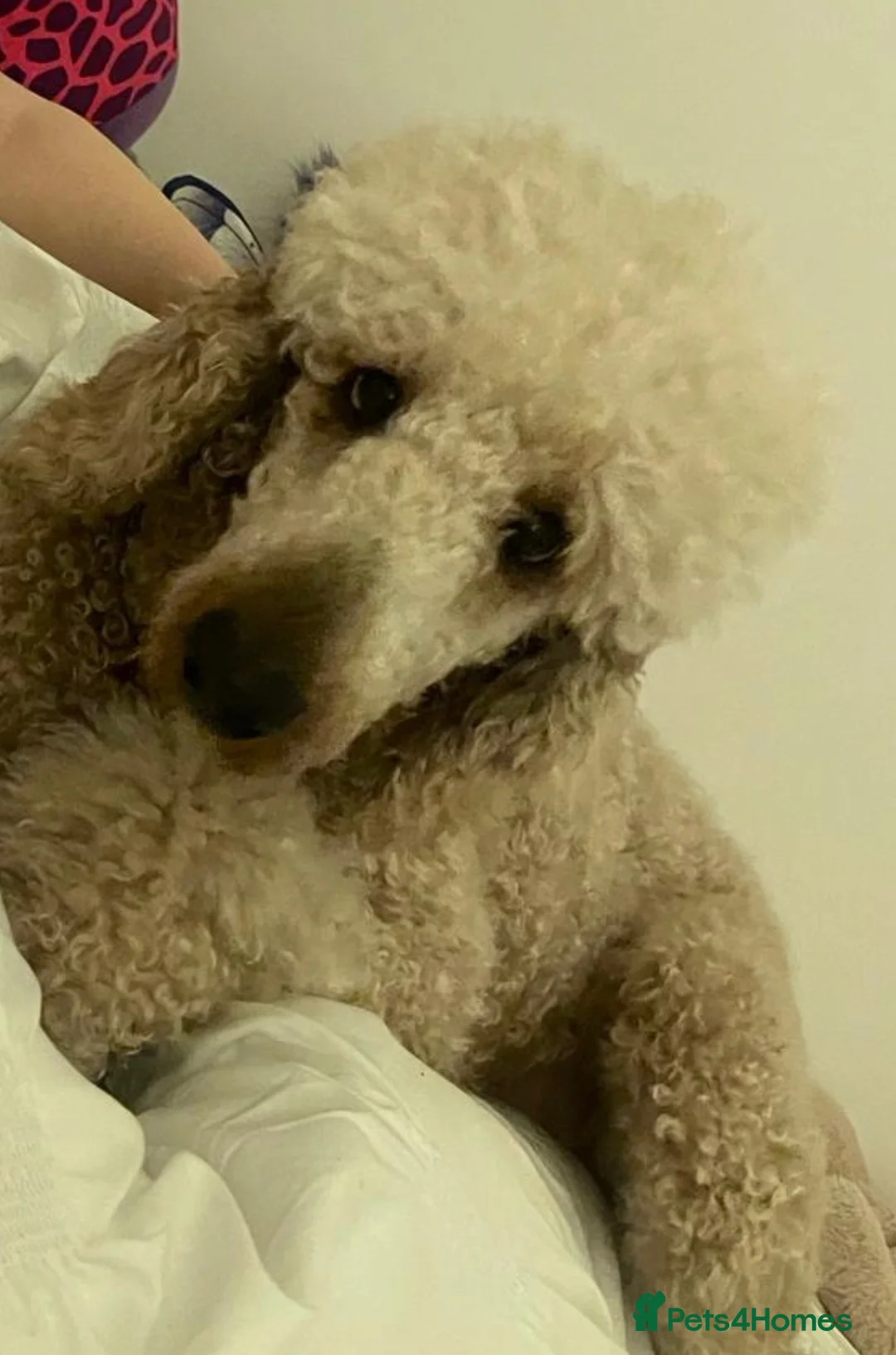 Bernedoodle dogs for sale: F1 Bernadoodles  in Warrington - Advert 2