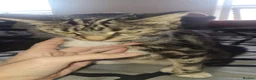 Mixed Breed cats for sale: Kittens - Advert 1