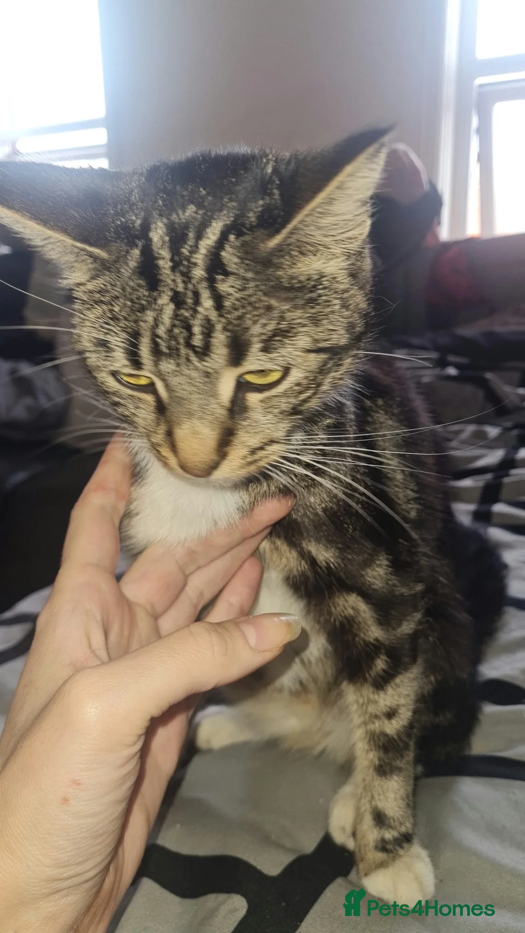 Mixed Breed cats for sale: Kittens - Advert 1