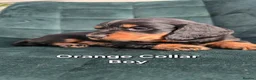 Dachshund dogs for sale: KC Standard Long Haired & Smooth Dachshund Puppies - Advert 12