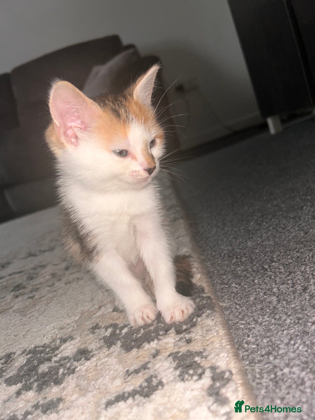 Mixed Breed cats for sale: 6 beautiful Mixed breed kittens  - Image 4