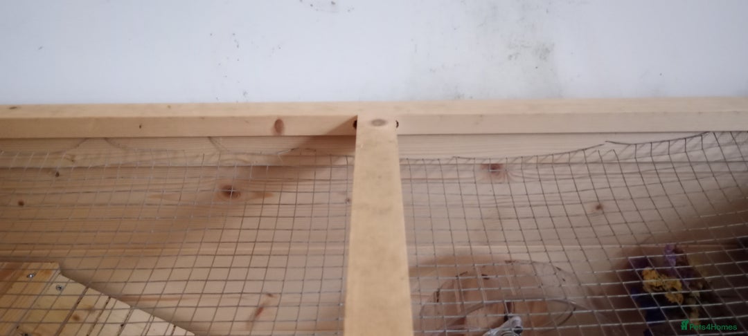 Hamster rodents for sale: Dwarf hamster  - Advert 6