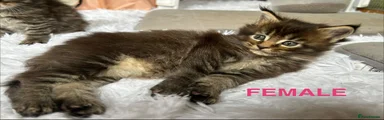 Maine Coon 2 - FEMALE 