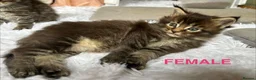 Maine Coon cats for sale: TICA Pedigree Champion Line Maine Coon babies  - Advert 8