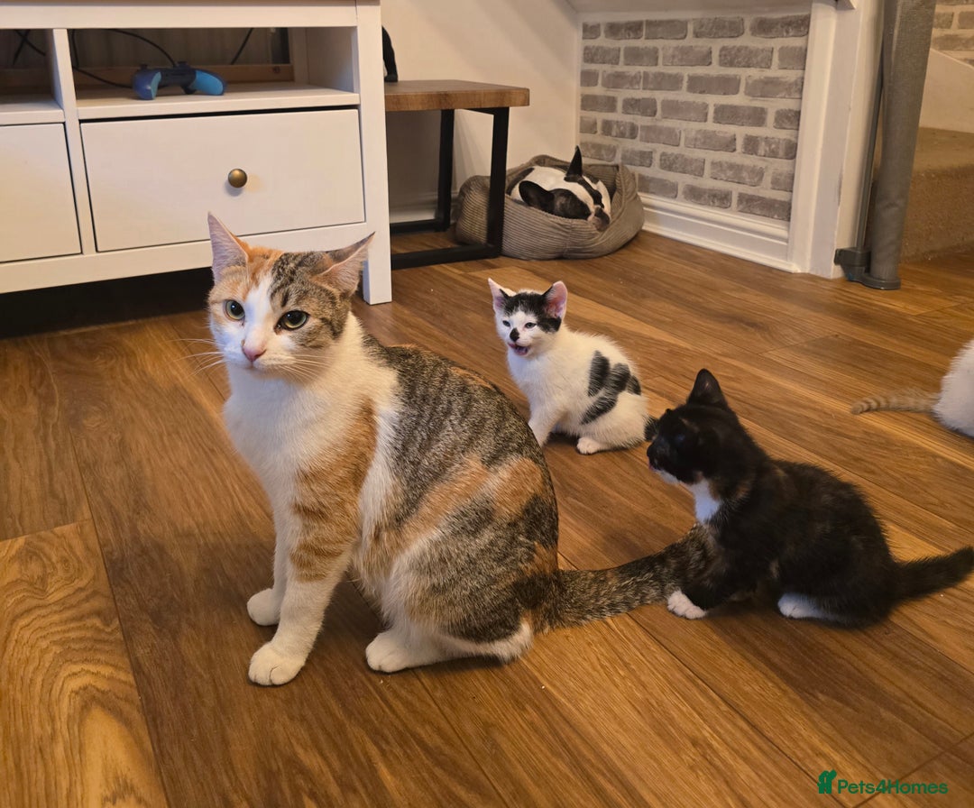 Mixed Breed cats for sale: 4 boys and 2 girls Family-Raised, Well-Socialised  - Image 40