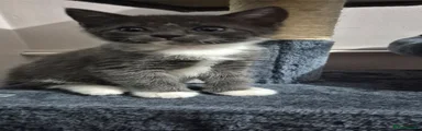 Mixed Ragdoll kitten 1