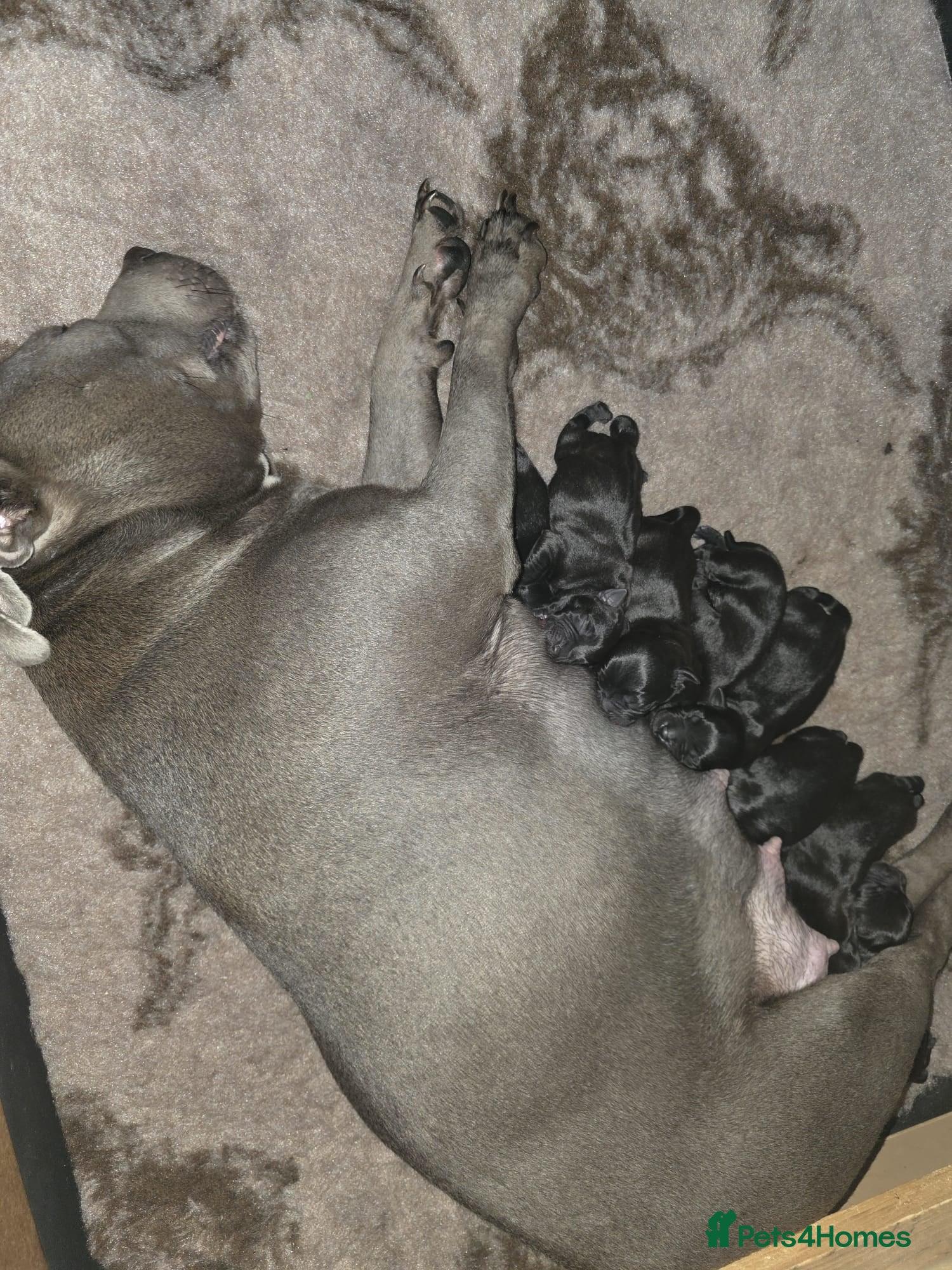 Staffordshire Bull Terrier dogs Kc registered Staffordshire bullterrier  - Advert 1