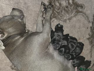 Staffordshire Bull Terrier dogs Kc registered Staffordshire bullterrier - Advert 6