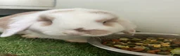 Mini Lop rabbits for sale: Purebred baby male mini lop  - Advert 3