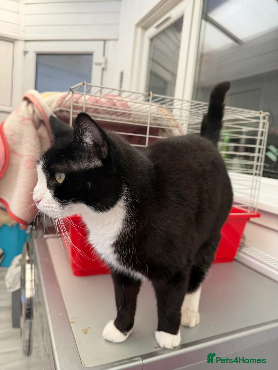 Mixed Breed cats for sale: 2 years( Bella)cat  - Advert 6