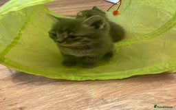 British Longhair cats for sale: 8 fluffy kittens  - Image 12