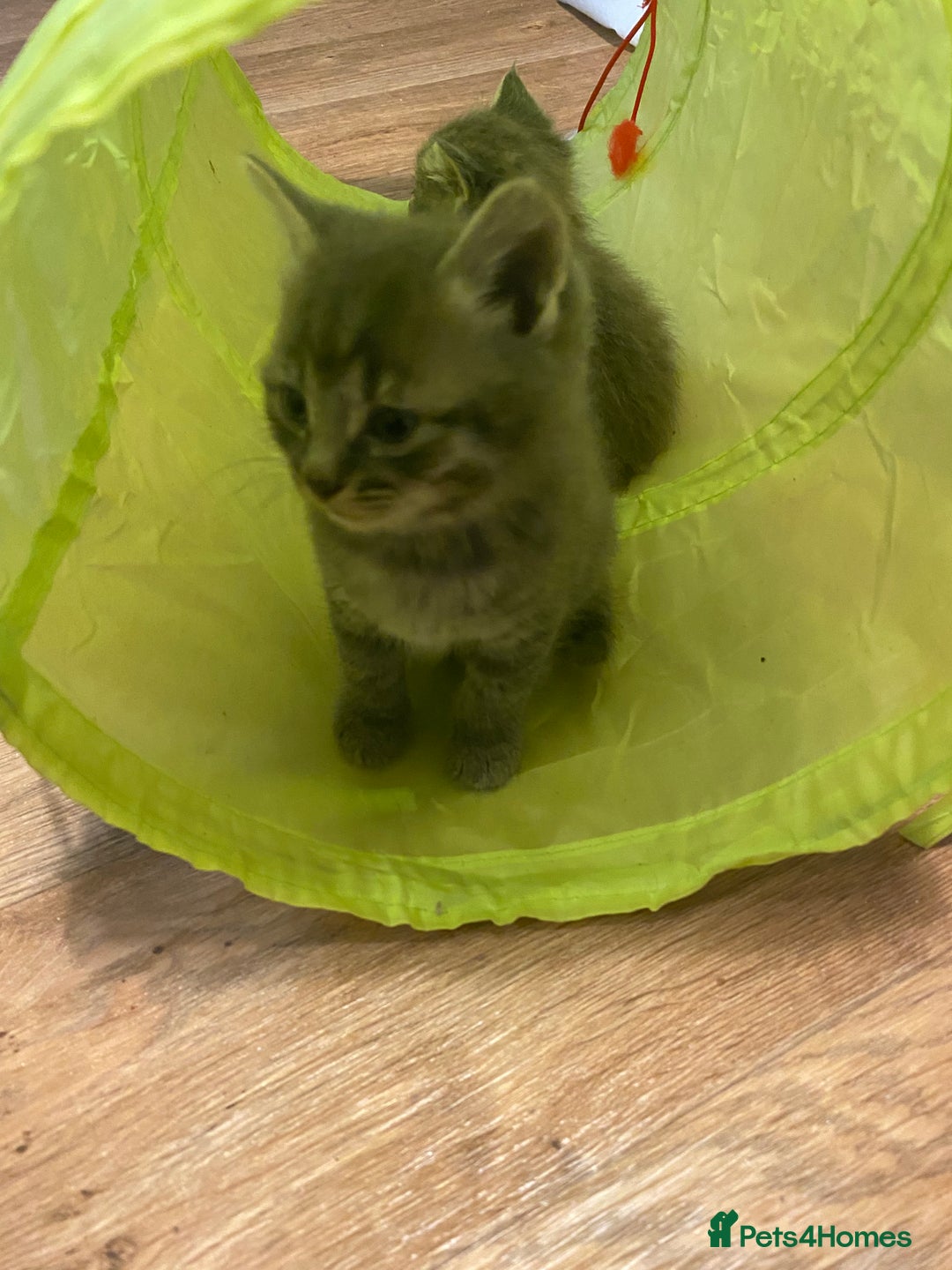 British Longhair cats for sale: 8 fluffy kittens  - Image 12