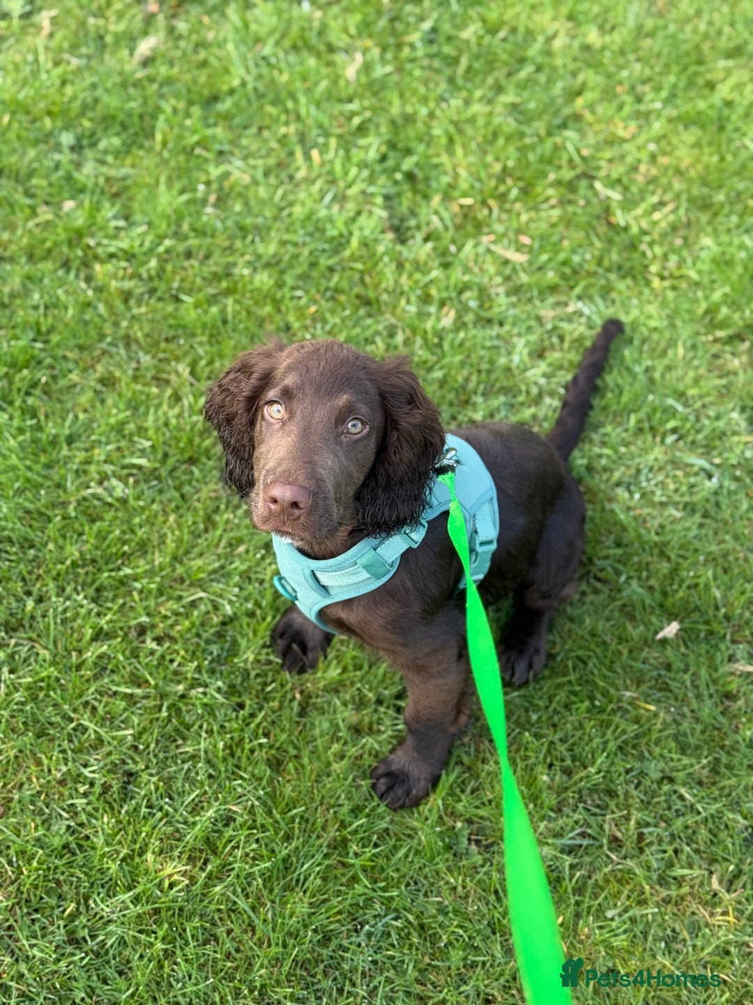 Cocker Spaniel dogs for sale: Cocker Spaniel Puppy - Advert 2