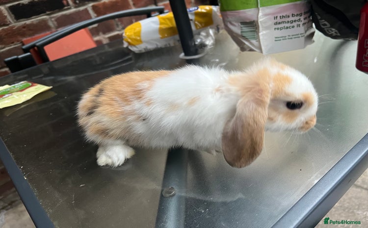 Mini Lop rabbits - Advert 4