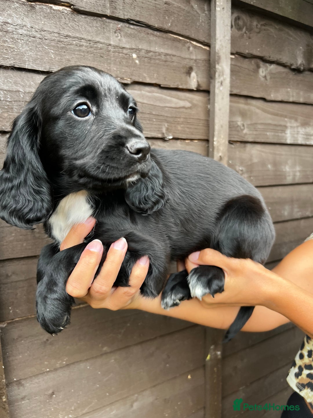 Cocker Spaniel dogs for sale: Cocker spaniel female puppies  - Image 10