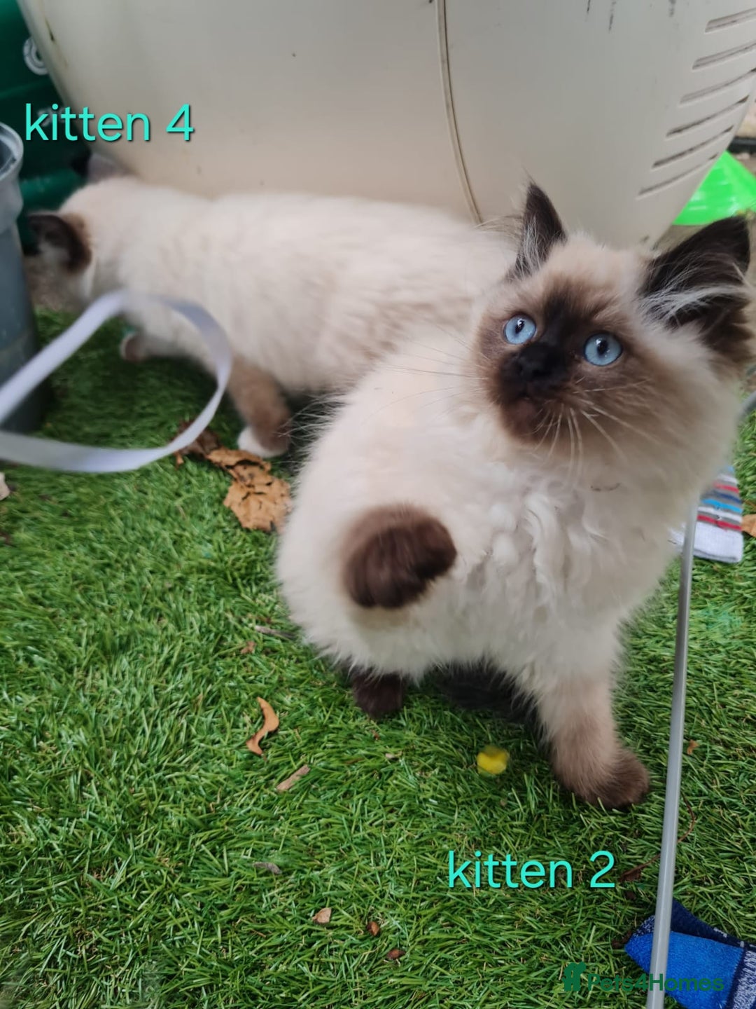 Ragdoll cats for sale: Beautiful ragdoll kittens 1 female left - Image 15