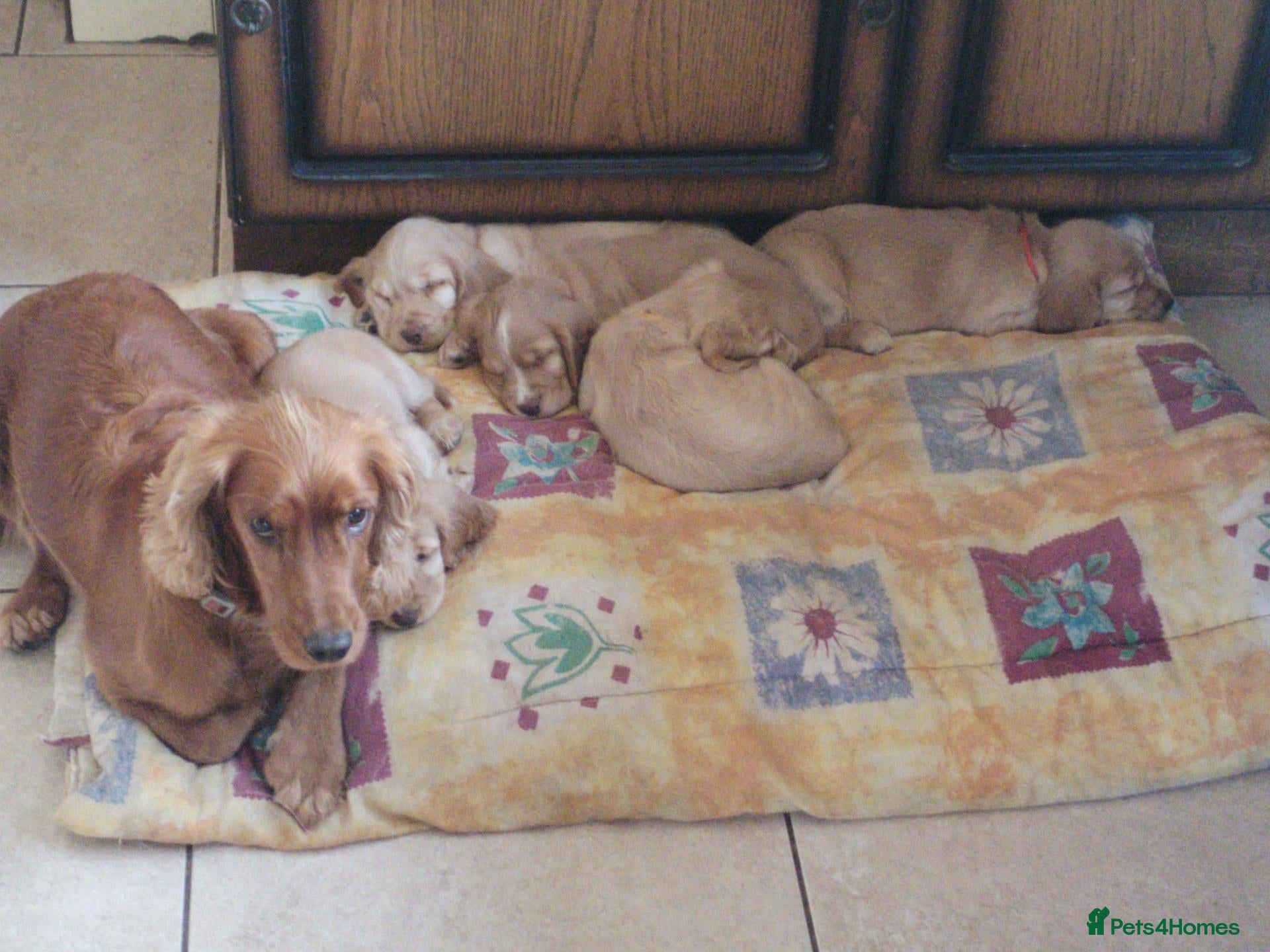 Cocker Spaniel dogs KC reg show type cocker spaniel pups for sale  - Advert 1