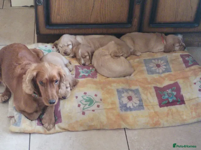Cocker Spaniel dogs for sale: KC reg show type cocker spaniel pups for sale - Advert 1