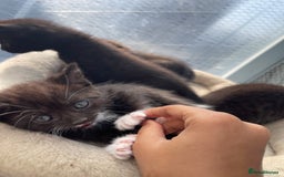 Mixed Breed cats for sale: Half british shorthair kitten - Image 9
